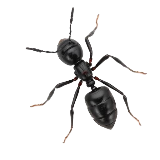 Ants pest illustration