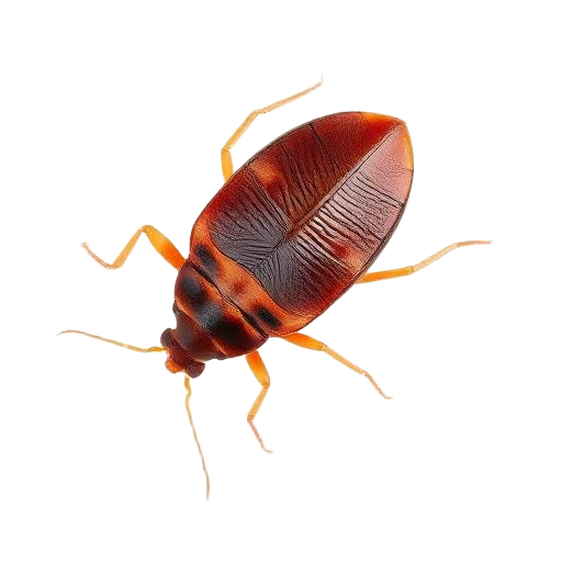 Bed Bugs pest illustration