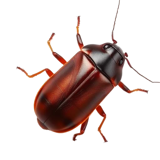Roaches pest illustration