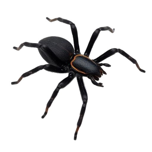 Spiders pest illustration